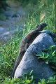 Iguanes marins (Amblyrhynchus cristatus) - île de Española - Galapagos Ref:36861